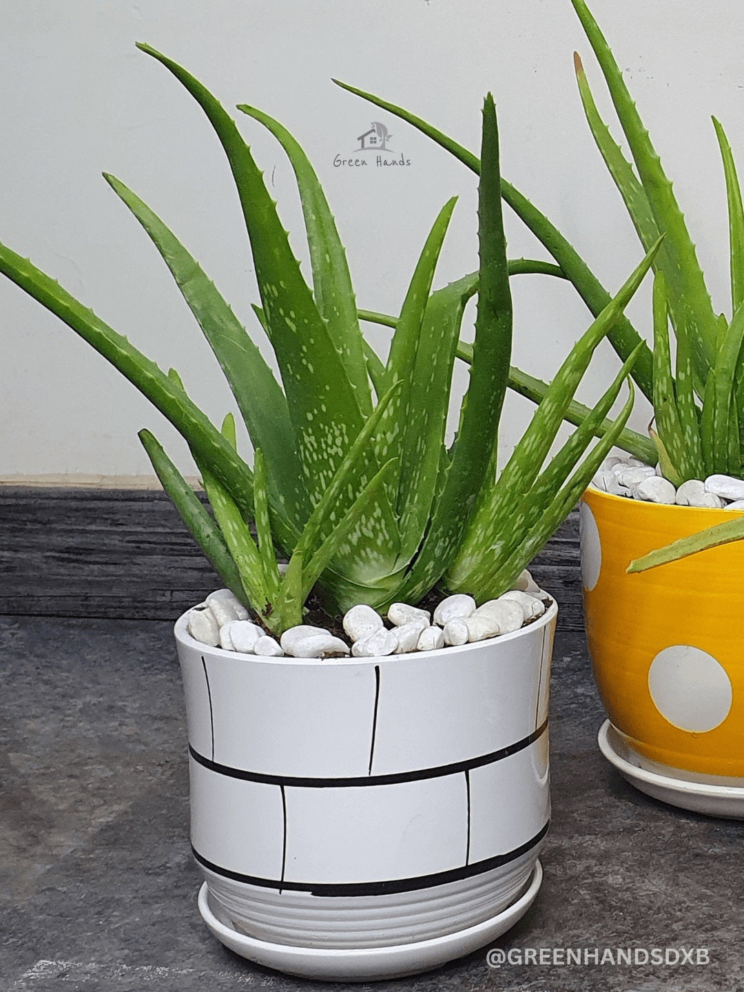 aloe vera air purifier Aloe Vera