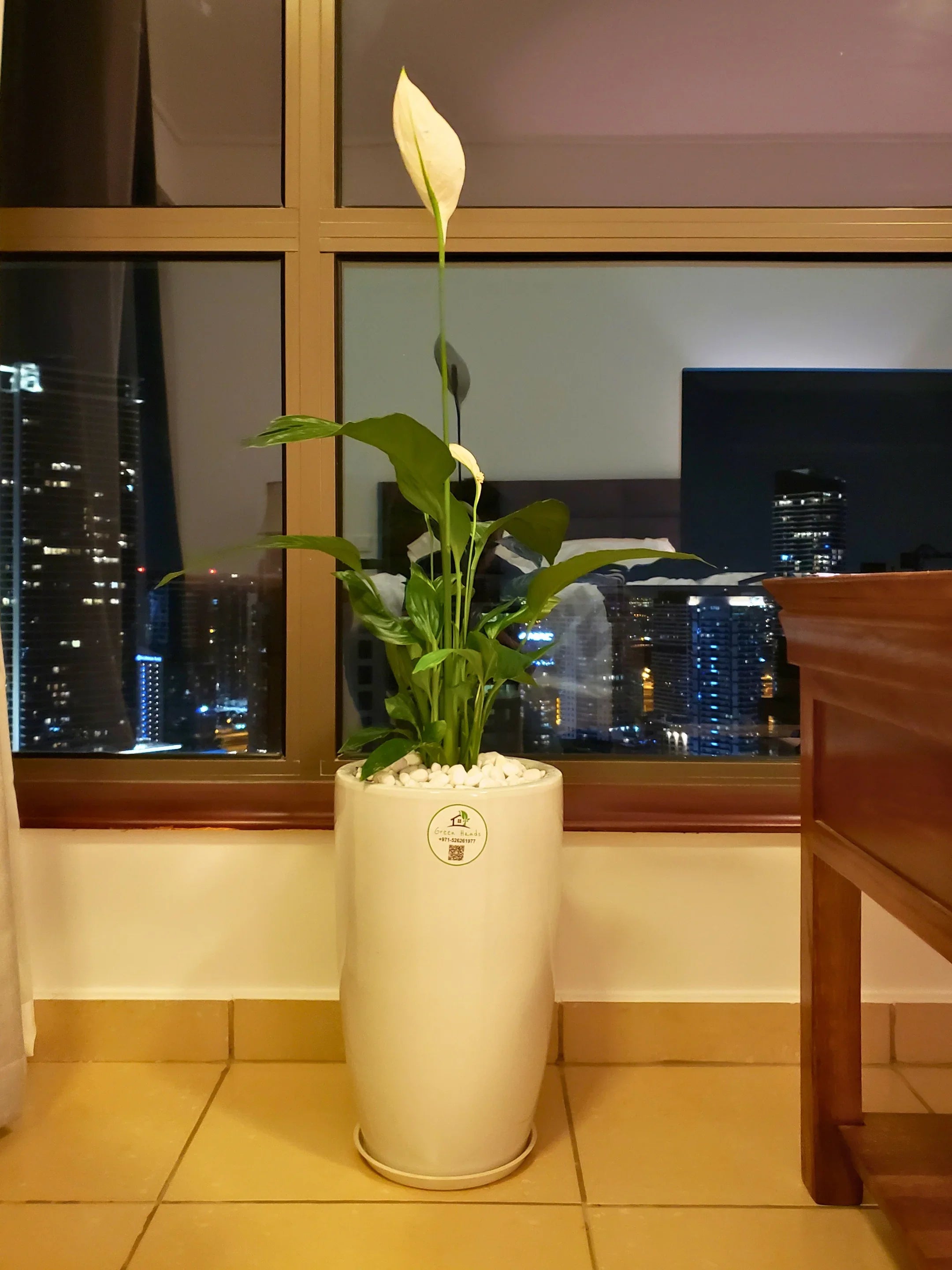 peace lily fake Peace Lily