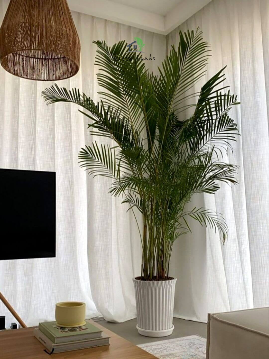 areca palm in pot manhattan Areca Palms
