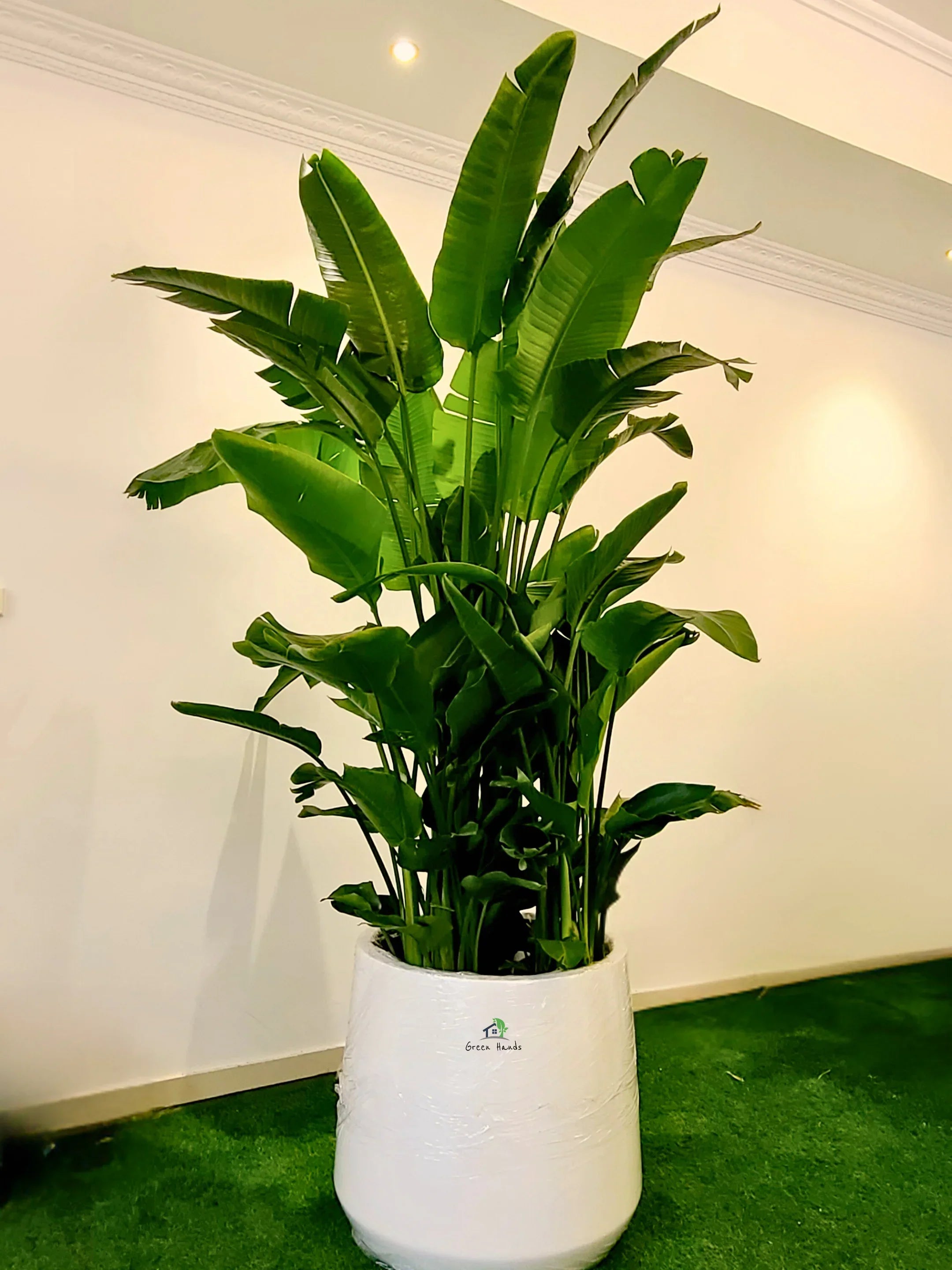 Indoor Plants - XL & Plus Size