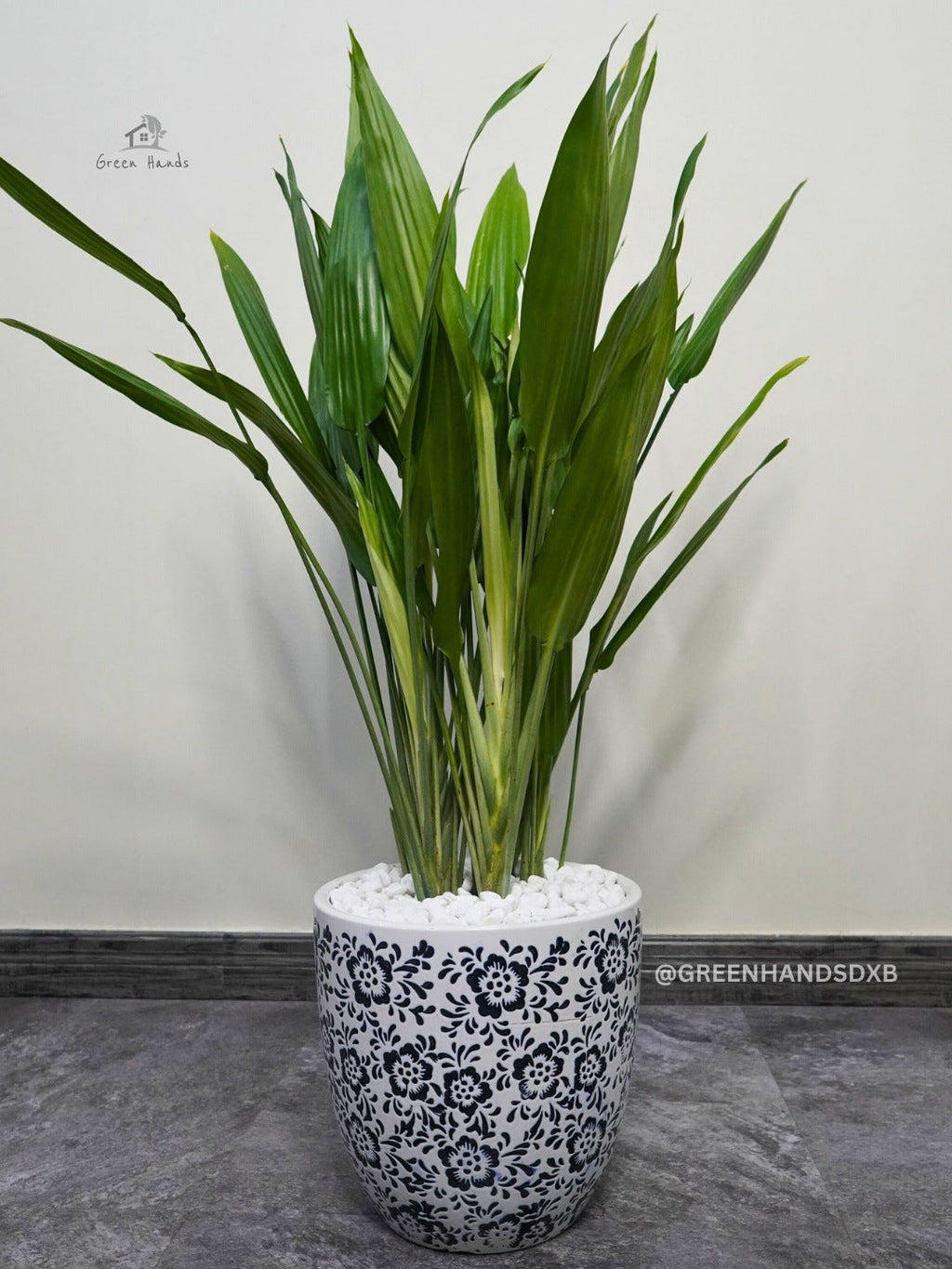 Kids and Pets Friendly Large Cast Iron Plant in Premium Ceramic Pot Green Hands