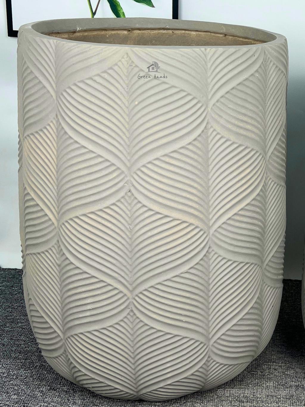 Cycas Revoluta Palm or Sago Palm | 130-160 cm