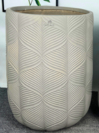 Cycas Revoluta Palm or Sago Palm | 130-160 cm