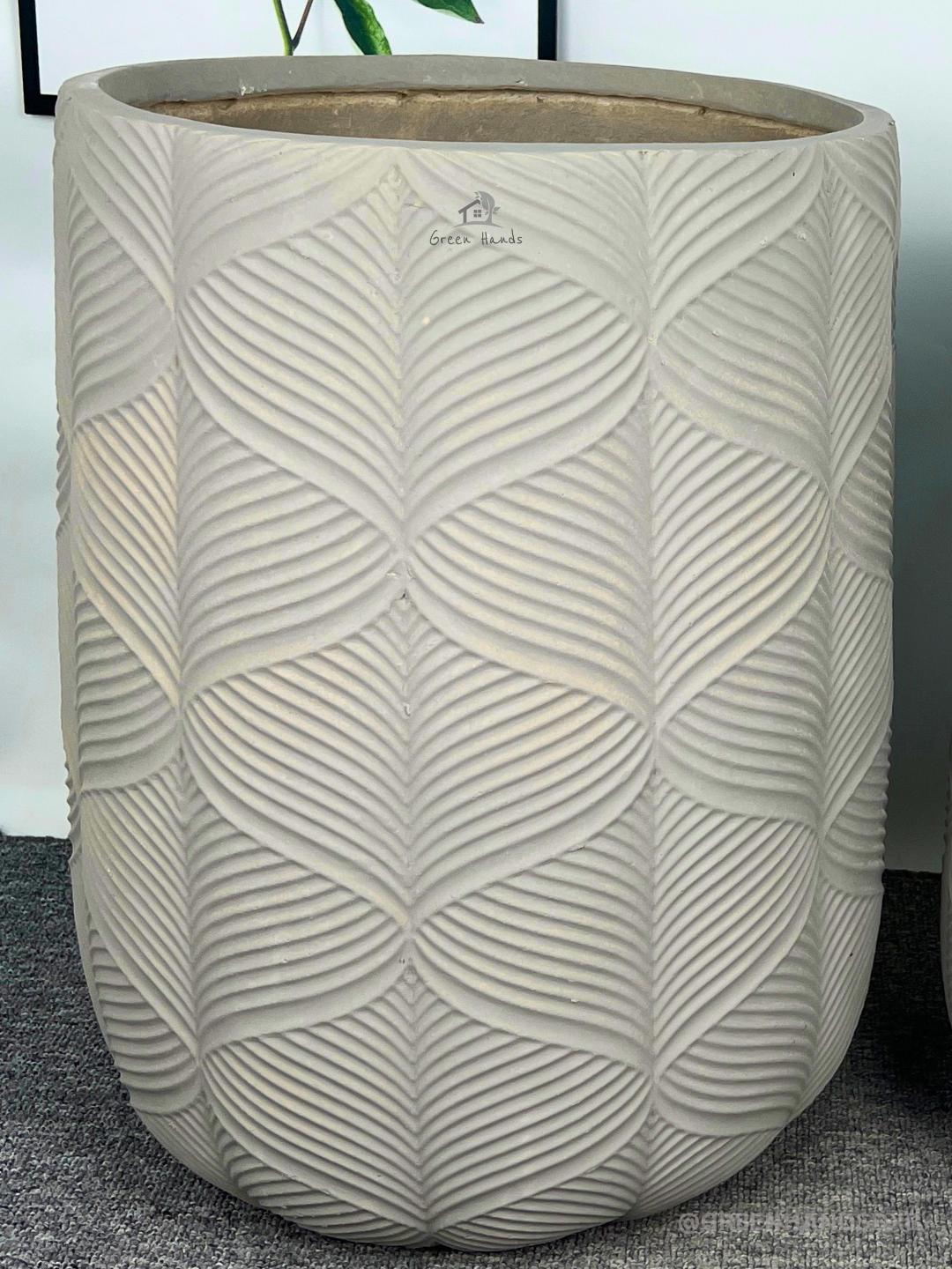 Cycas Revoluta Palm or Sago Palm | 130-160 cm