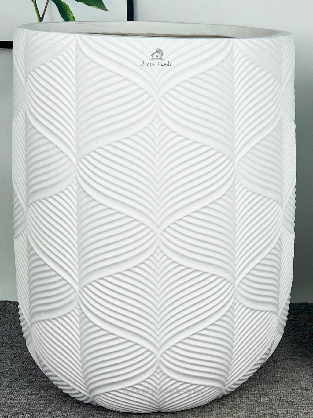 Cycas Revoluta Palm or Sago Palm | 130-160 cm