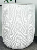 Cycas Revoluta Palm or Sago Palm | 130-160 cm