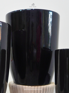 Cycas Revoluta Palm or Sago Palm | 130-160 cm