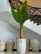 Artificial-Banana-Tree-190-cm-in-Grey-Honey-Comb-Ceramic-Pot