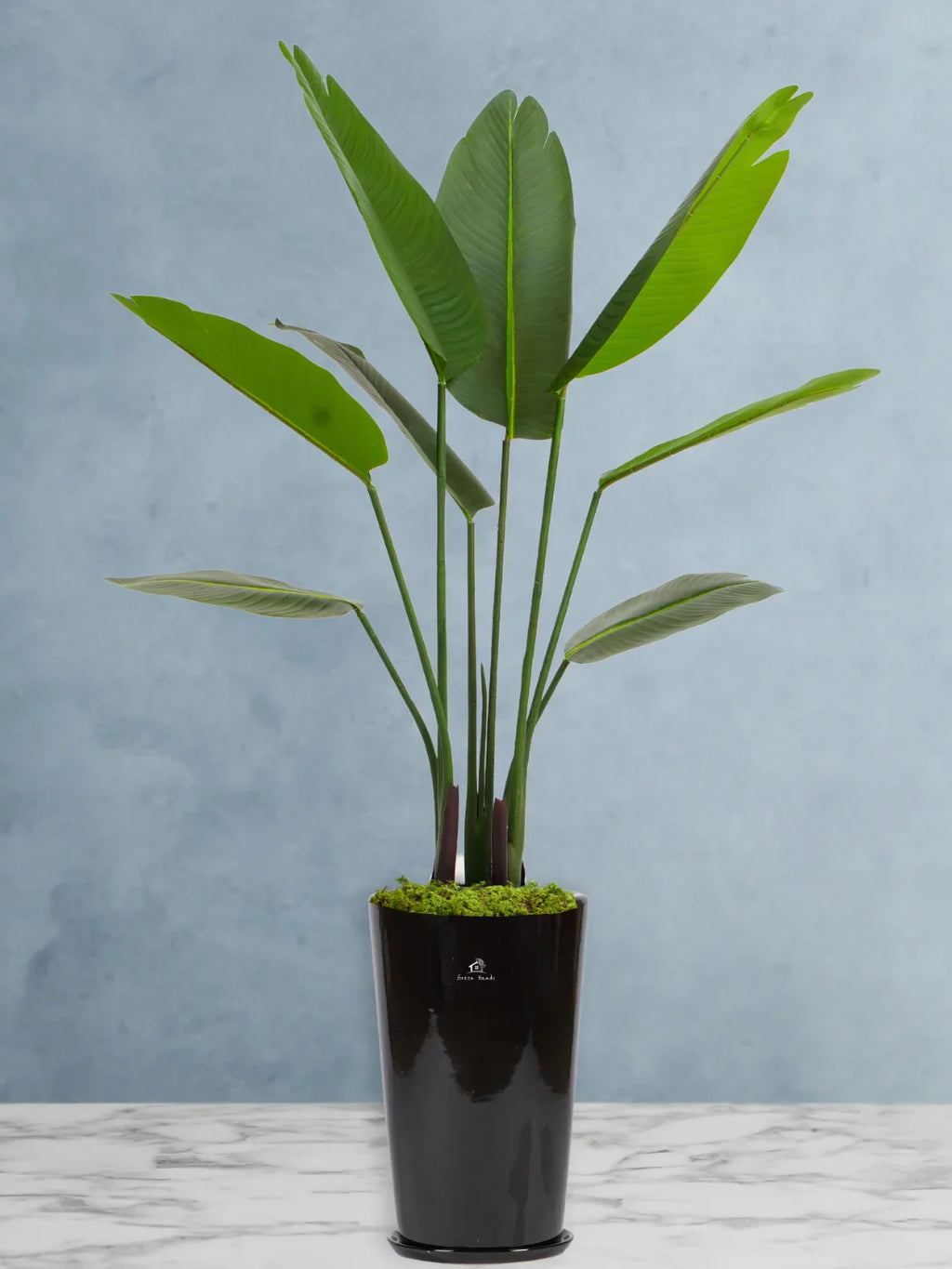 Artificial-Bird-of-Paradise-Pot-Inclusive-140-150-cm-Premium-Glossy-Black-Ceramic