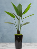 Artificial-Bird-of-Paradise-Pot-Inclusive-140-150-cm-Premium-Glossy-Black-Ceramic