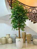 Artificial-Ficus-220-cm-in-White-Ceramic-Pot