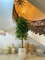 Artificial-Ficus-220-cm