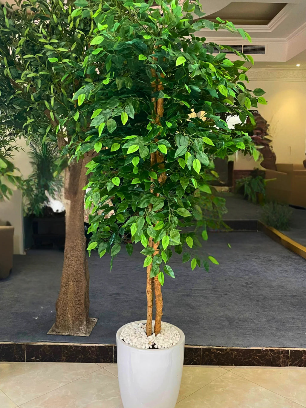 Artificial-Ficus-220cm-in-White-Ceramic-Pot-2