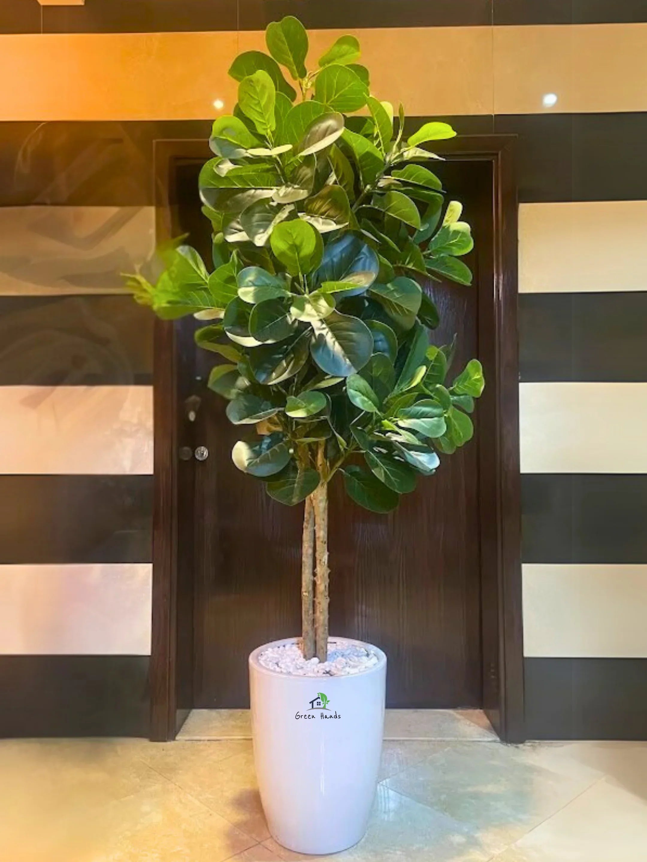 Artificial-Fiddle-Tree-220cm-in-White-Ceramic-Pot