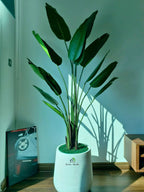 Artificial-Strelitzia-or-Bird-of-Paradise-210-cm-in-Premium-White-Fiber-Pot