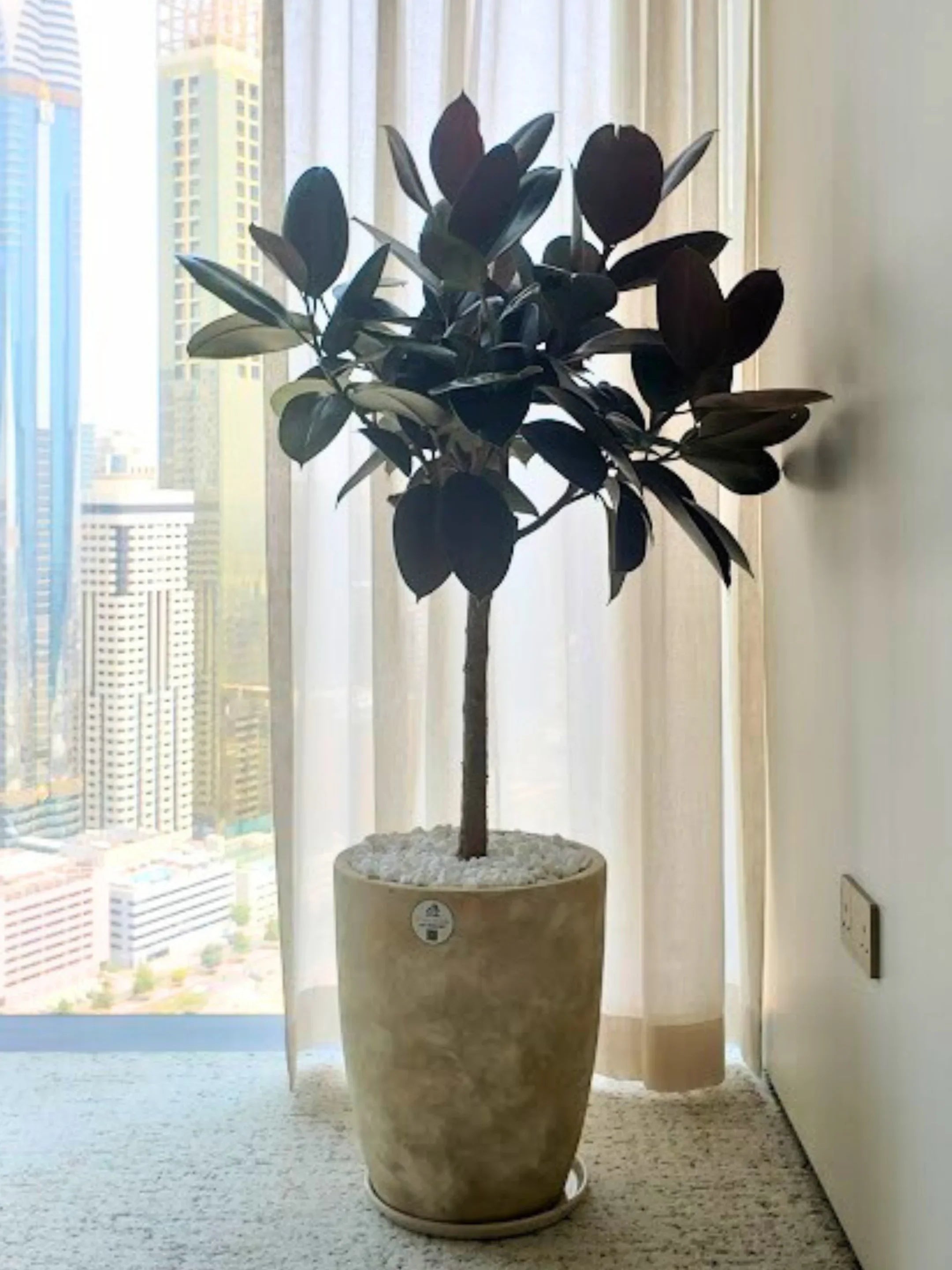 Branched Rubber Plant XL | 150 - 160 cm
