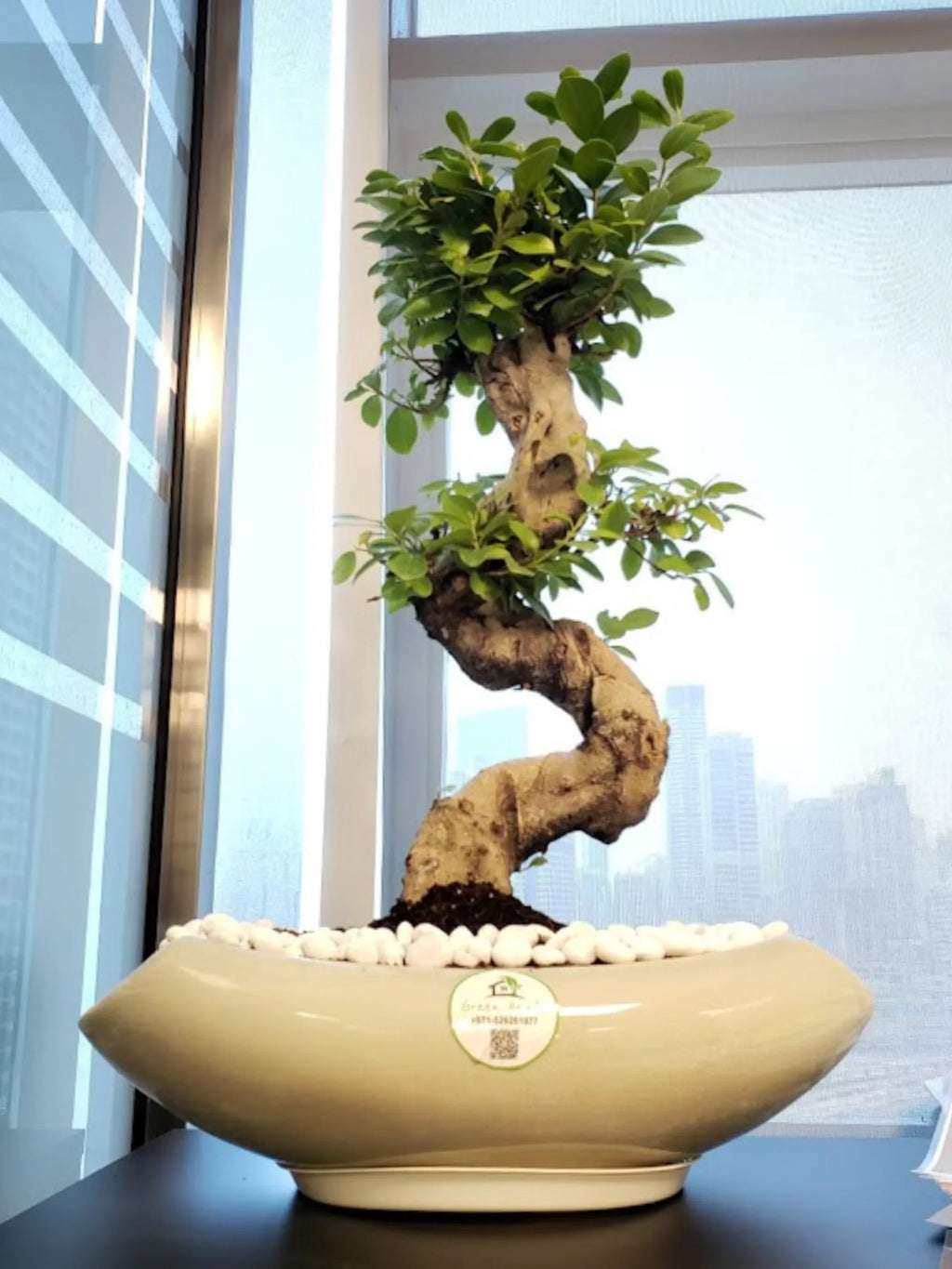 Desktop-S-Shape-Bonsai-in-Flat-Crescent-Cradle-Ceramic-Pot