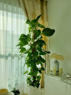 Money Plant | 150-170 cm