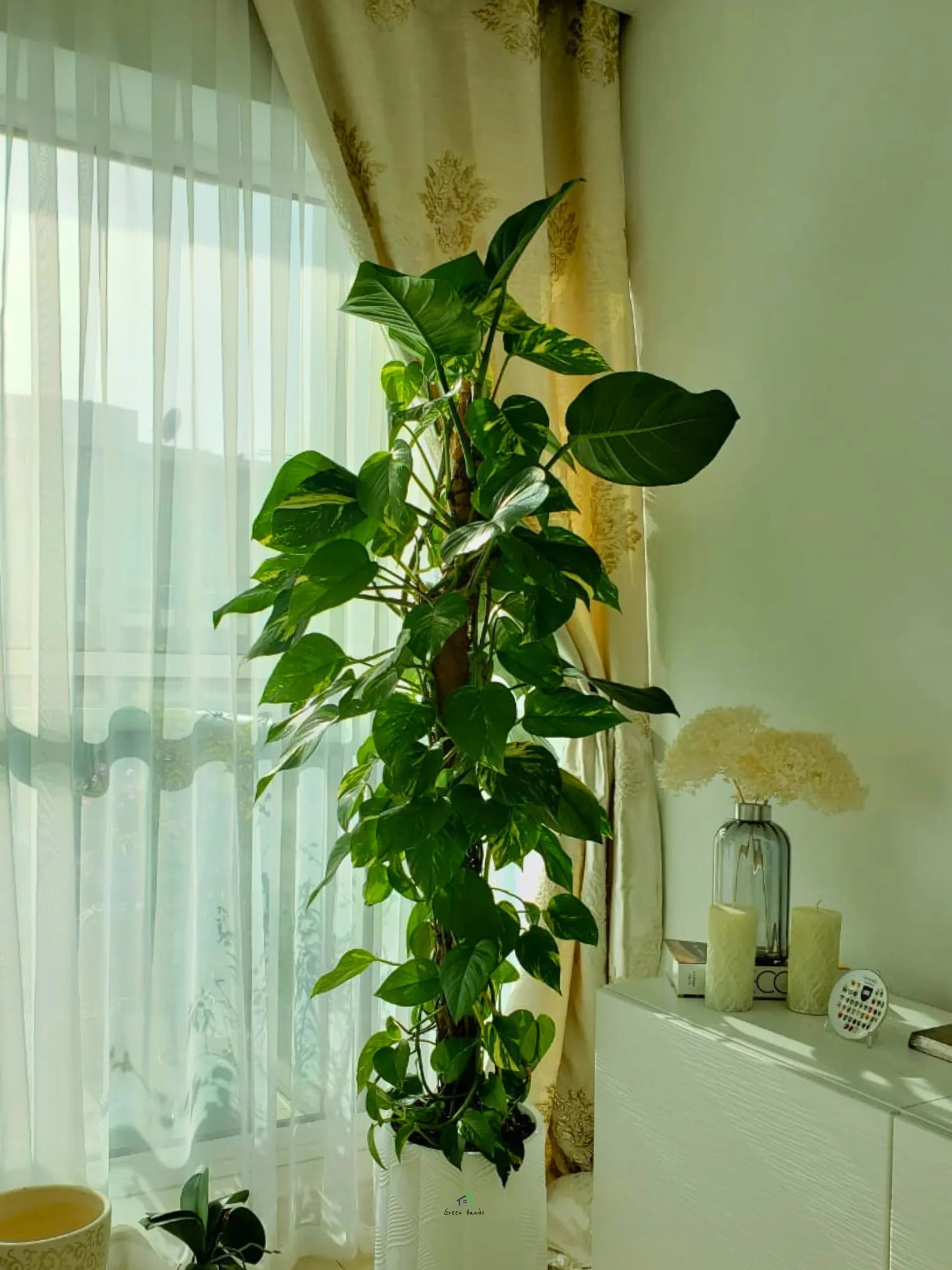 Money Plant | 150-170 cm