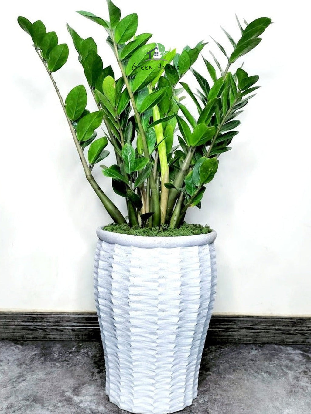 XL ZZ or zamia plant in fiber cement pot