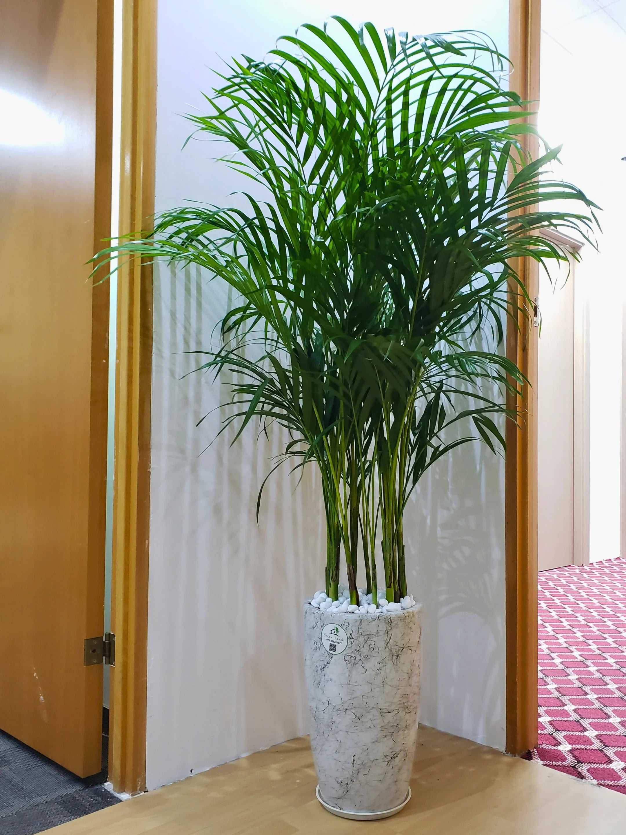Large-Areca-Palm-in-40cm-Marble-Ceramic-Pot