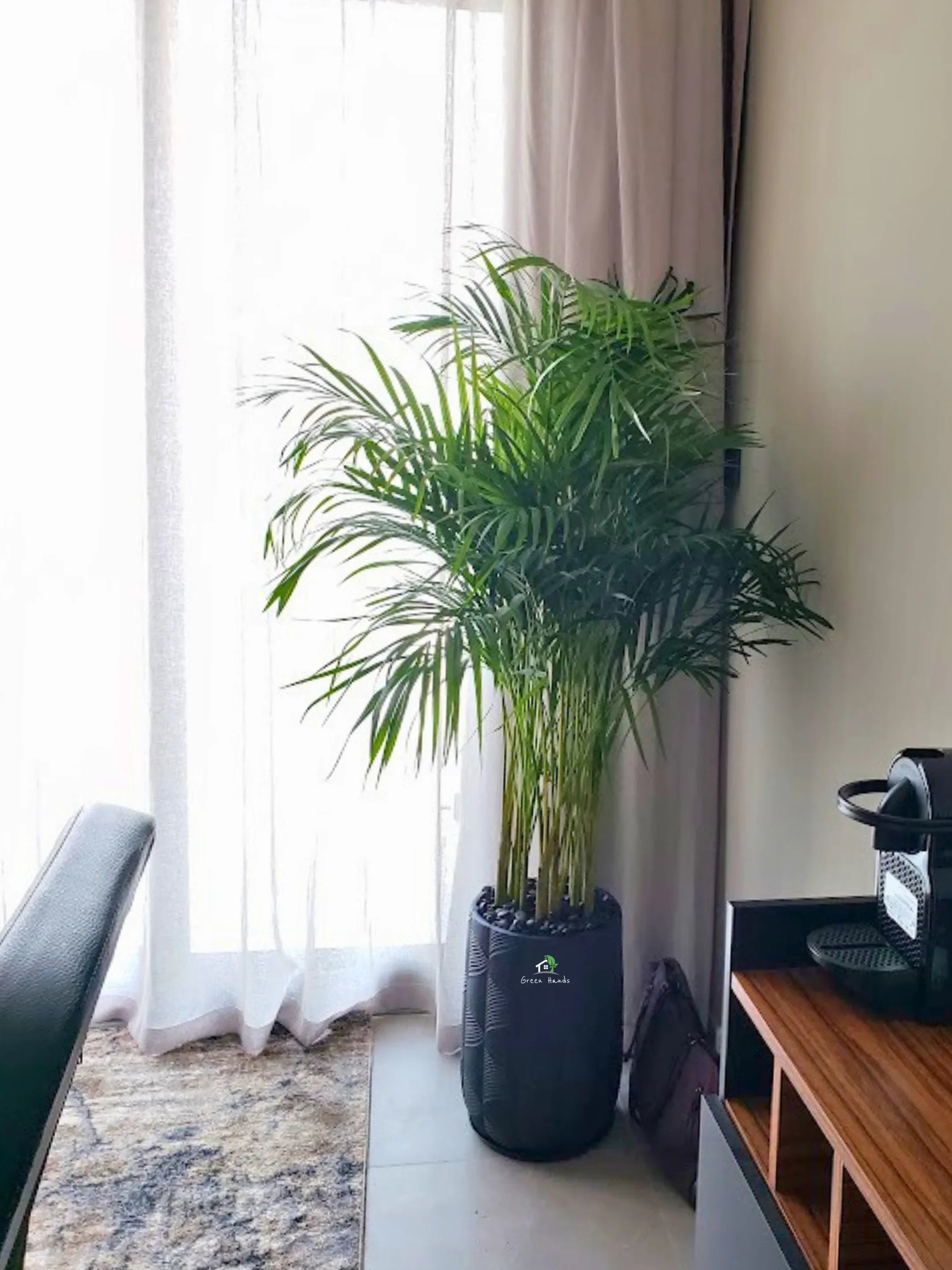 areca palm philippines price Areca Palms