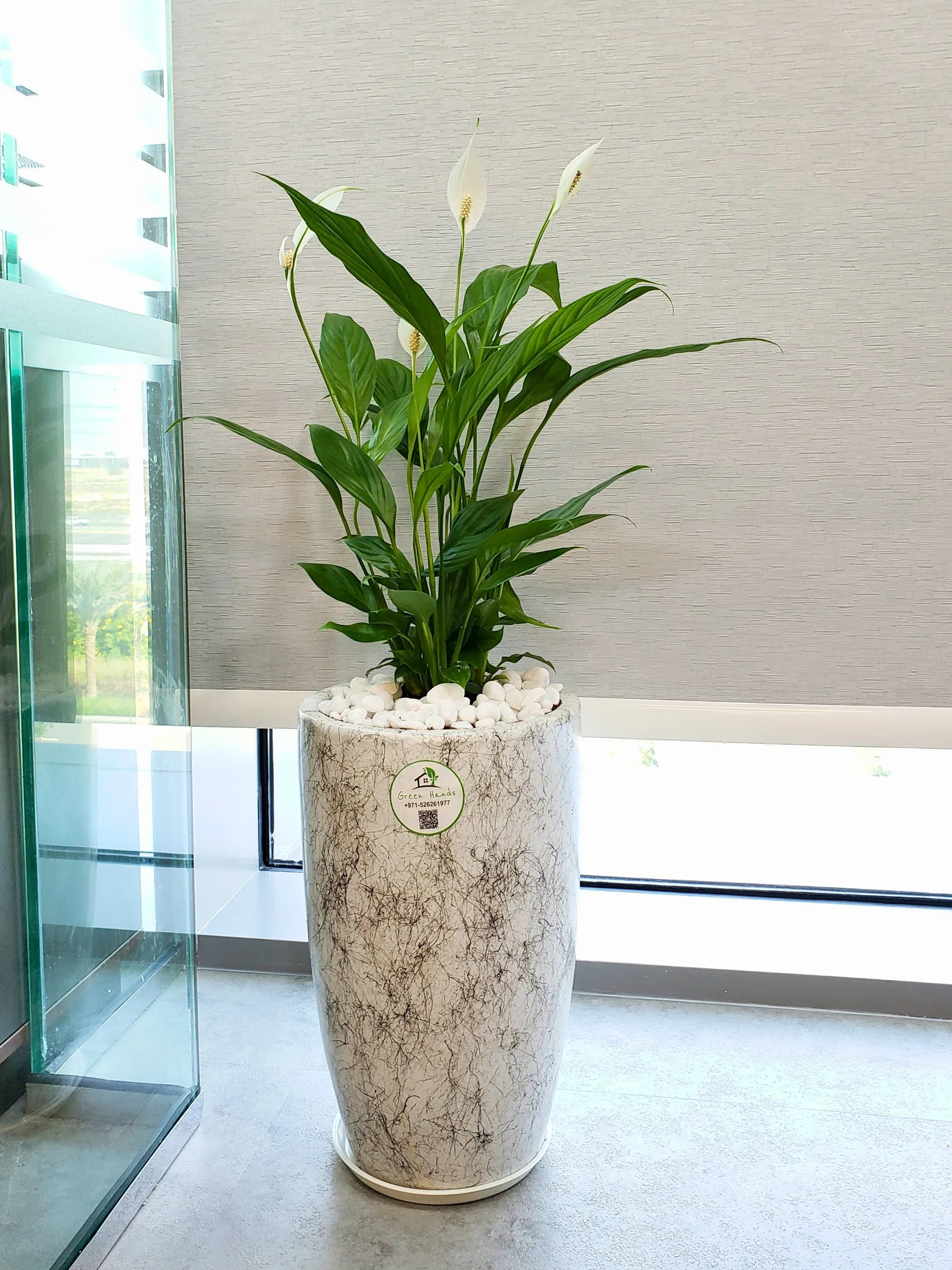 marble peace lily Peace Lily