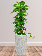 Large-Potted-Money-Plant-in-Marble-Ceramic-Pot