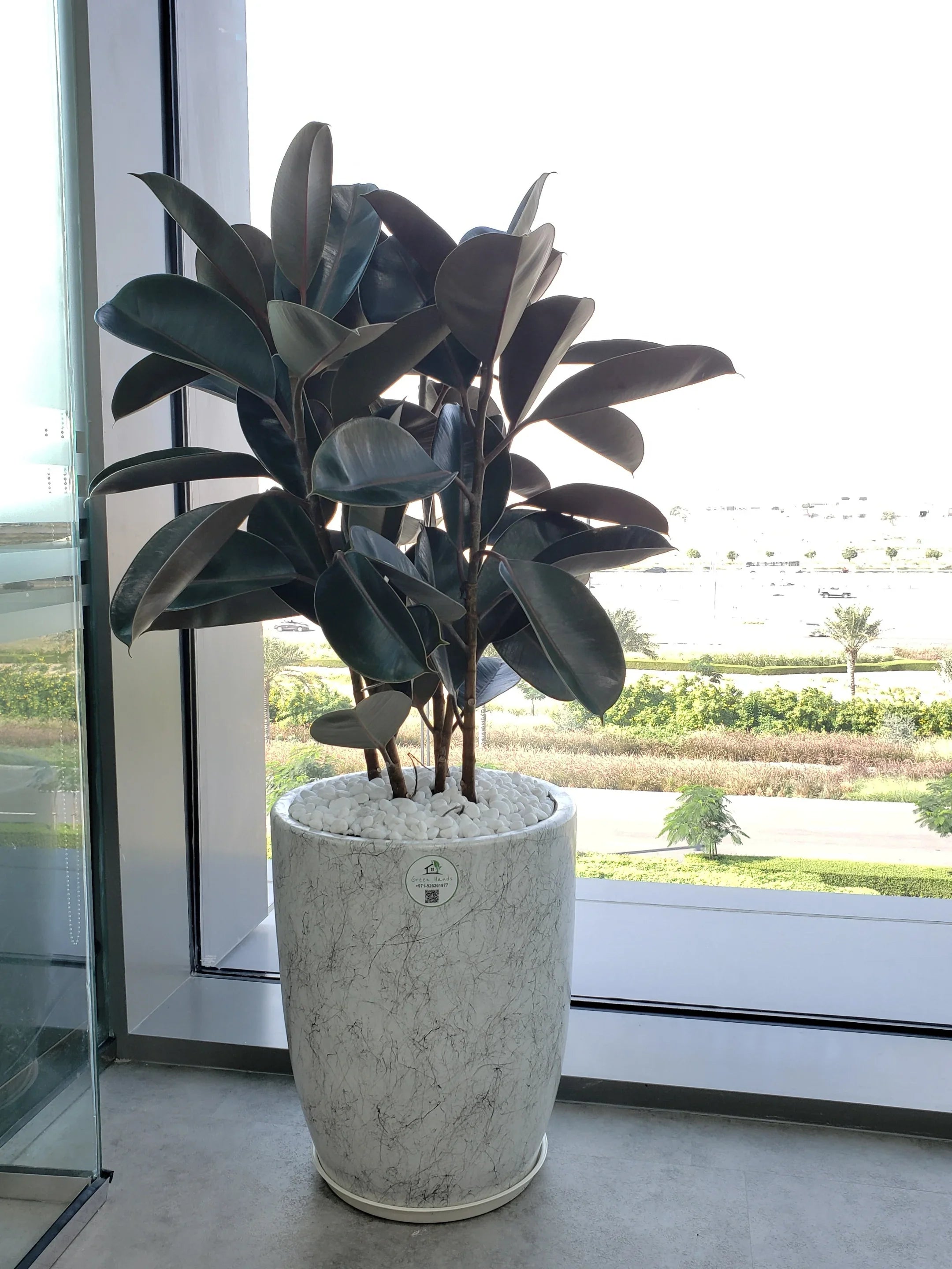 Large-Rubber-Plant-in-Marble-Ceramic-Pot
