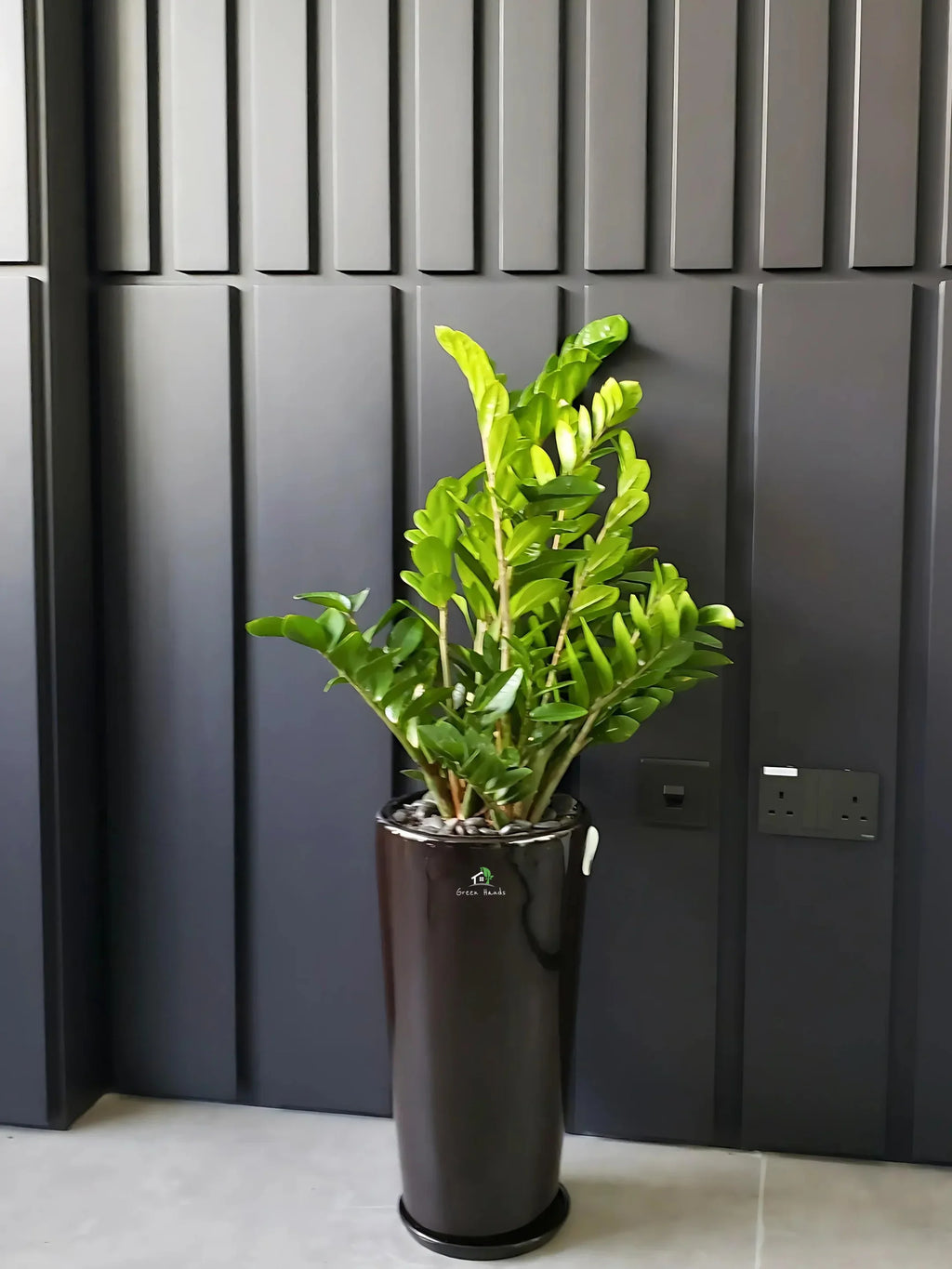 ZZ or Zamia Plant | 80-90 cm