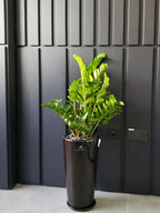 ZZ or Zamia Plant | 80-90 cm