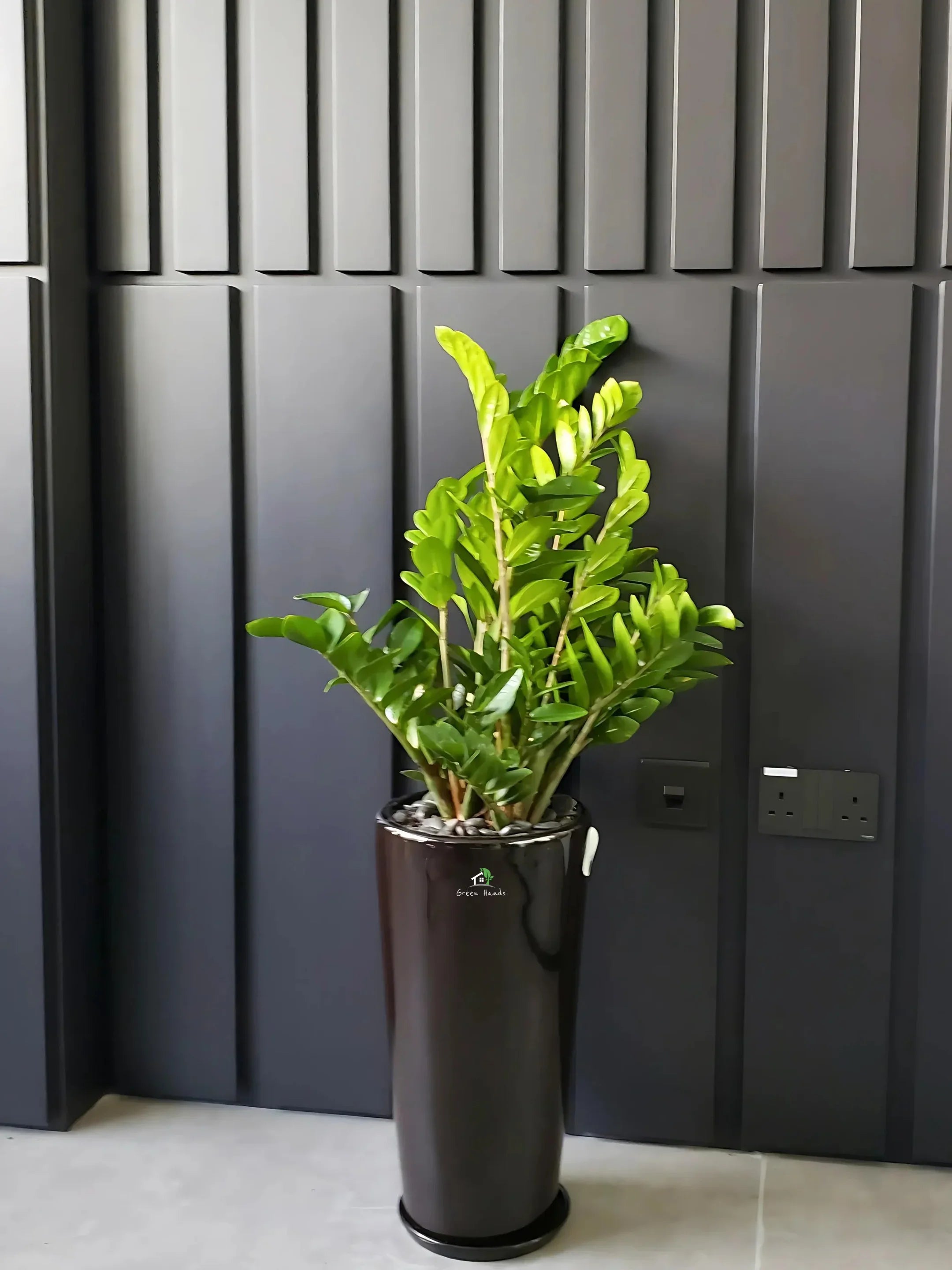 ZZ or Zamia Plant | 80-90 cm