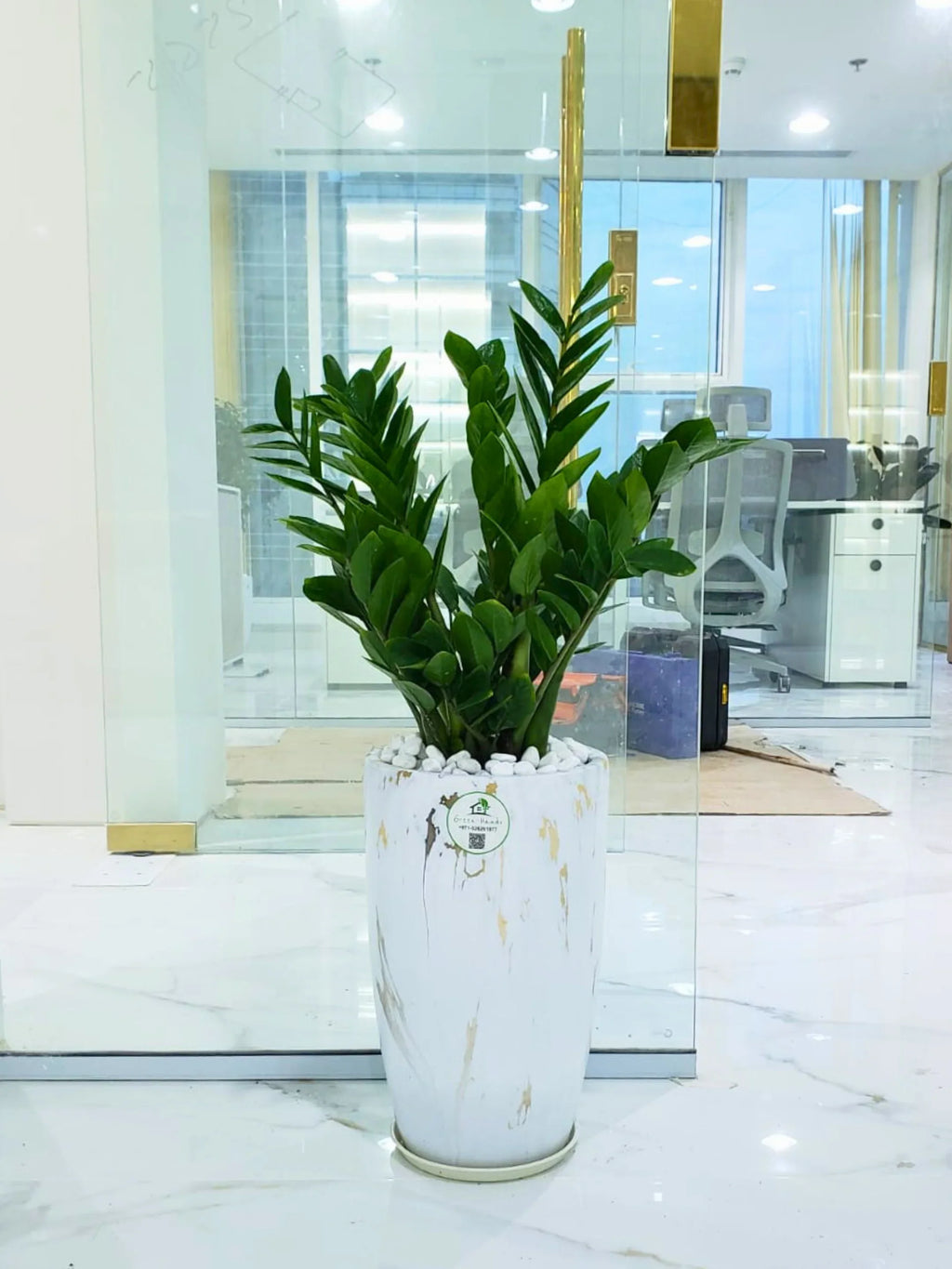 ZZ or Zamia Plant | 80-90 cm