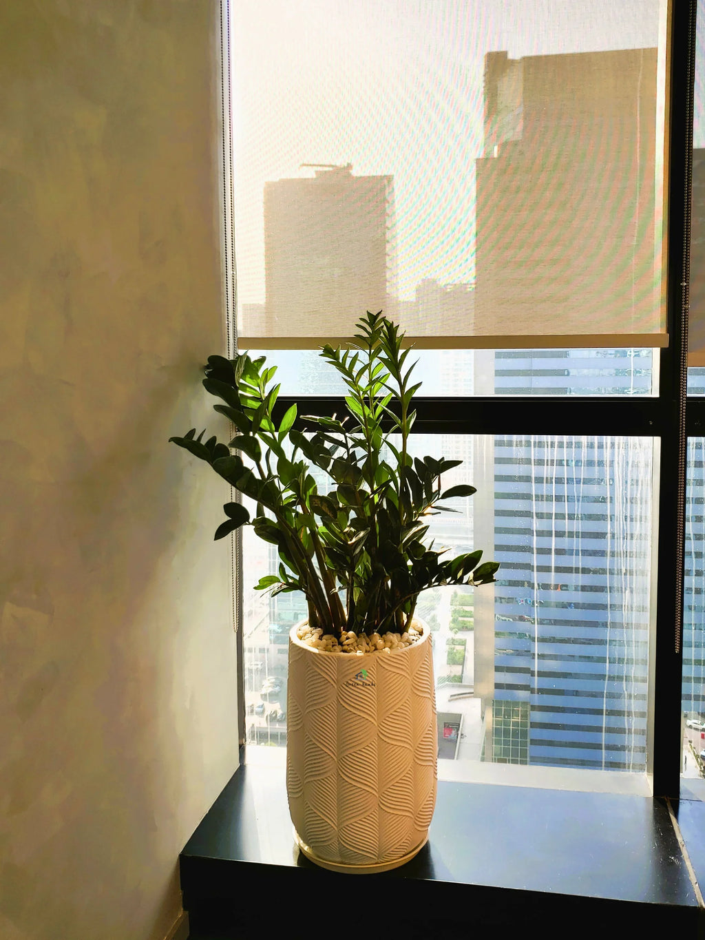 ZZ or Zamia Plant | 80-90 cm