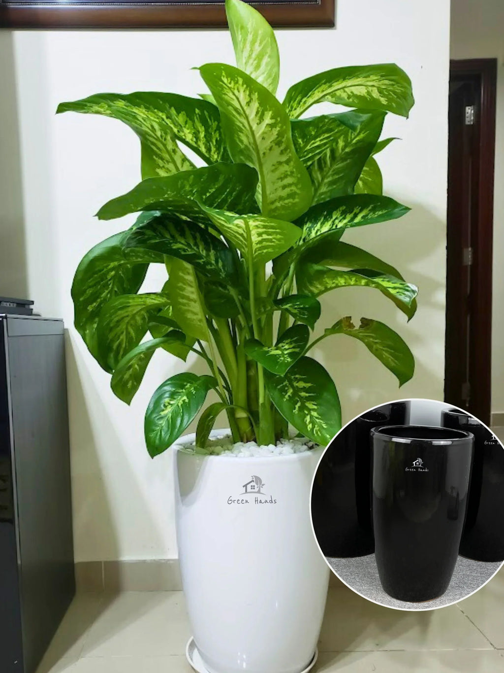 Dieffenbachia | 80-110 cm