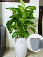 Dieffenbachia | 80-110 cm