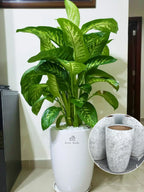 Dieffenbachia | 80-110 cm