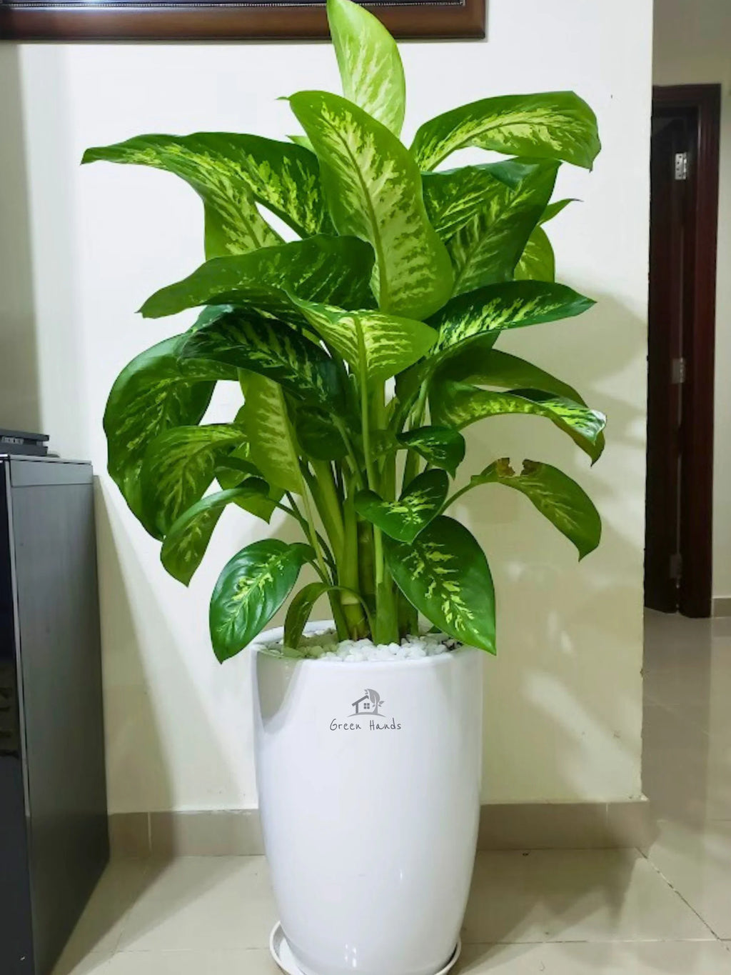 Dieffenbachia | 80-110 cm