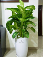 Dieffenbachia | 80-110 cm