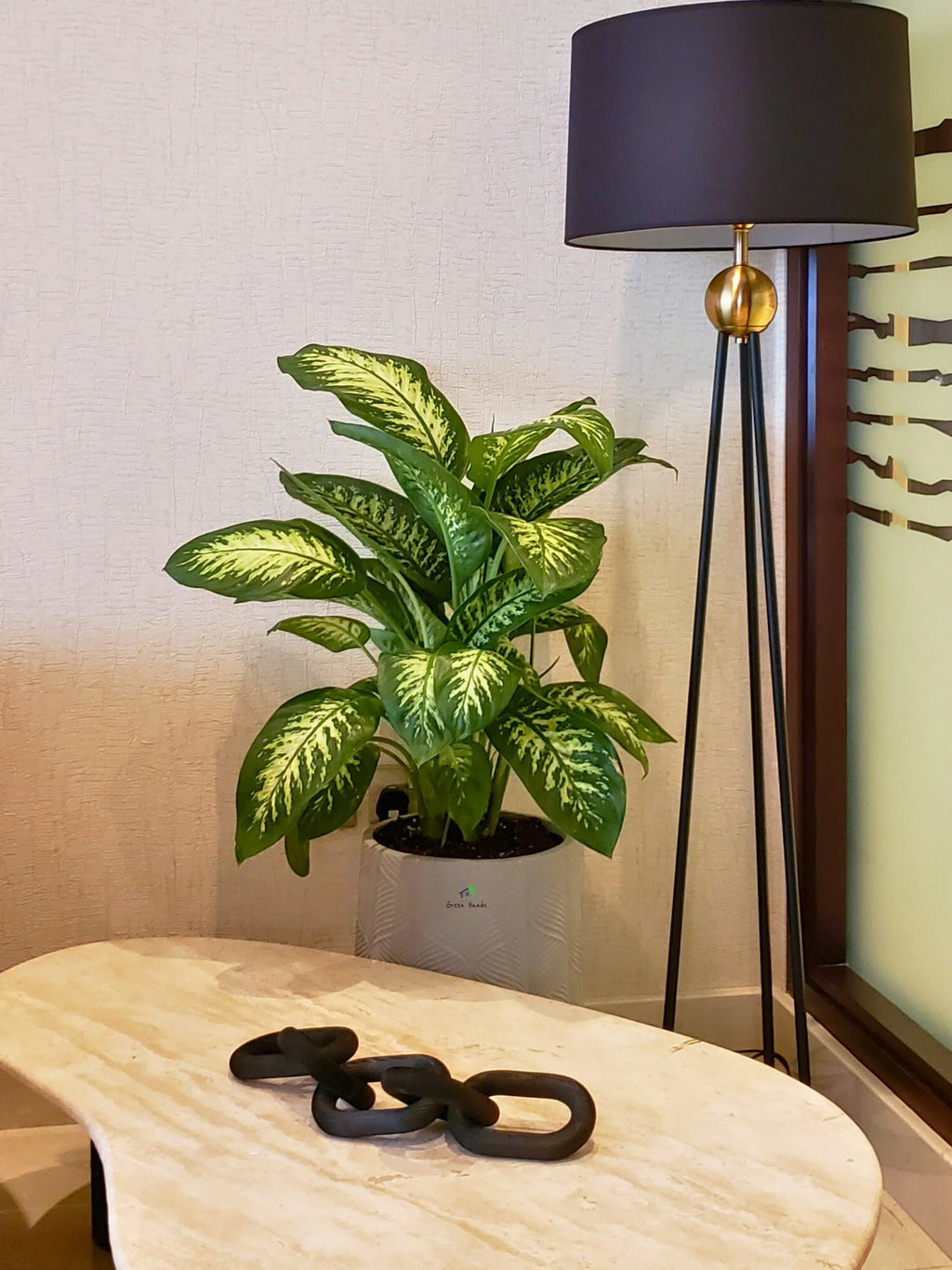 Dieffenbachia | 80-110 cm