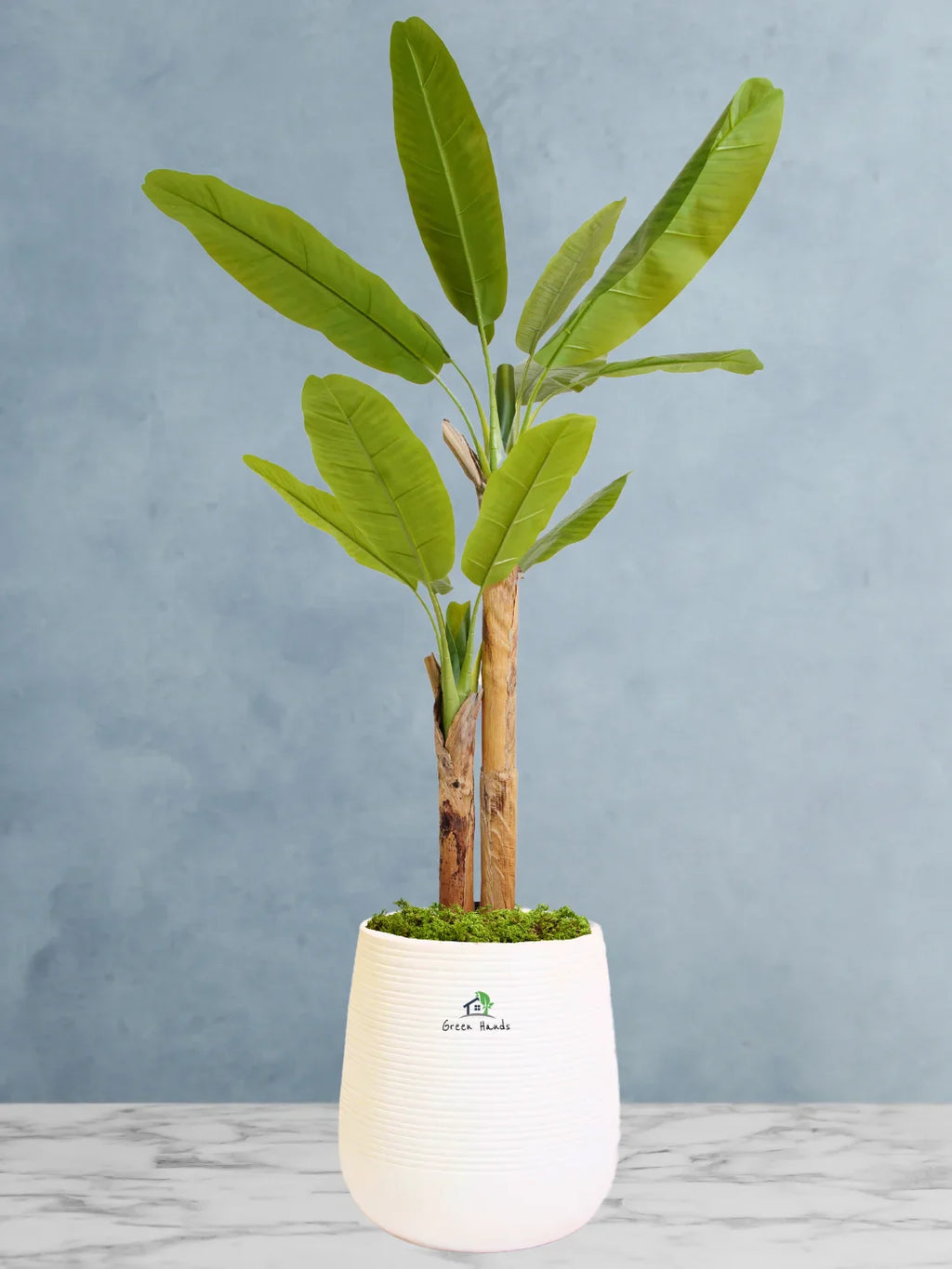 Artificial-Banana-Tree-190-cm-in-Premium-White-Fiber-Pot