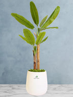 Artificial-Banana-Tree-190-cm-in-Premium-White-Fiber-Pot