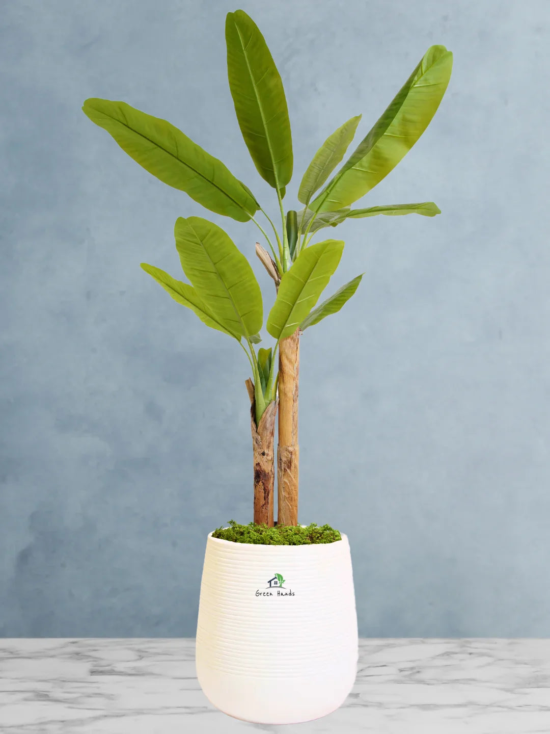 Artificial-Banana-Tree-190-cm-in-Premium-White-Fiber-Pot