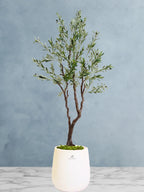 Potted-Artificial-XXL-Olive-Tree-in-Premium-White-Fiber-Pot
