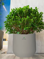 Potted-Ball-Ficus-in-Premium-Stone-Grey-Fiber-Pot