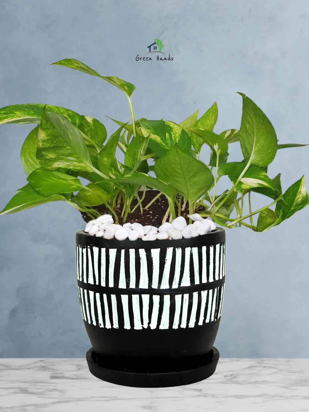 Potted-Money-Plant-in-African-Tribal-Marks-Pot-1