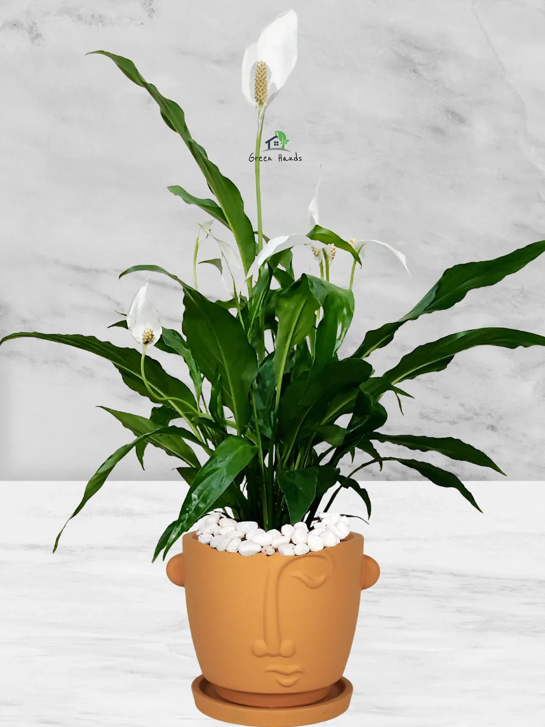 Peace Lily Desktop | 50-60 cm