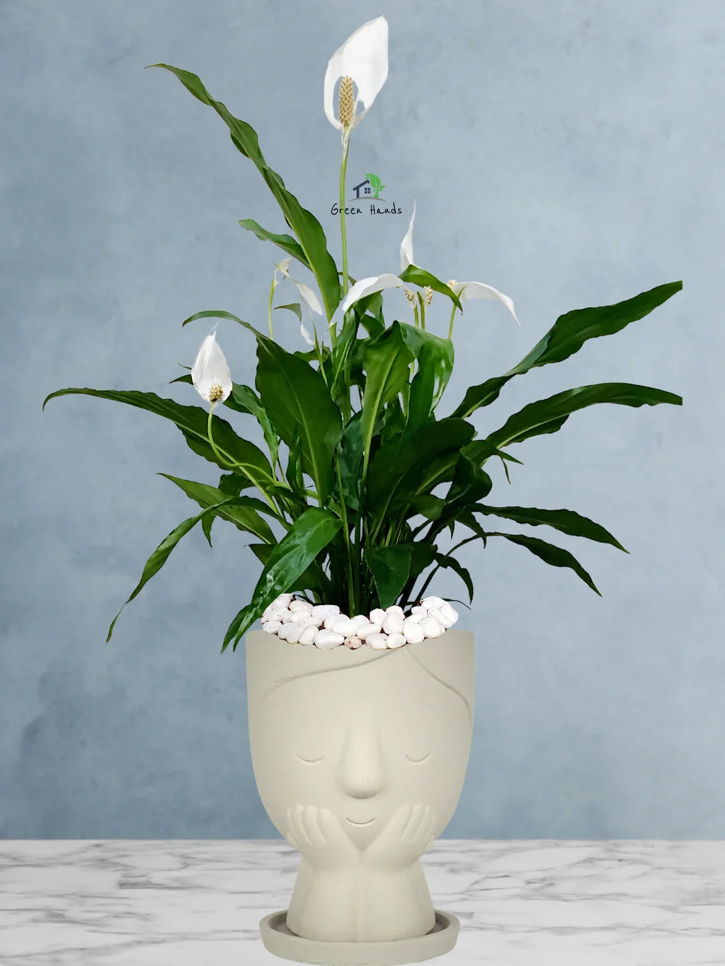 Peace Lily Desktop | 50-60 cm