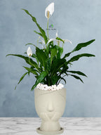 Peace Lily Desktop | 50-60 cm
