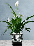 Peace Lily Desktop | 50-60 cm